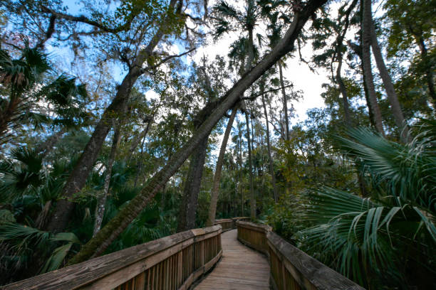 The Magic of Sinkhole Blue Springs State Park 2024