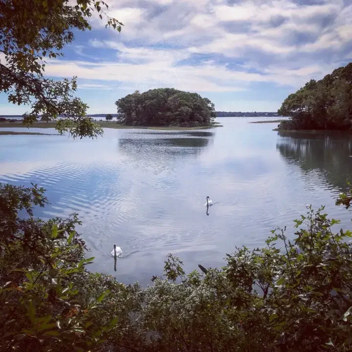 Mashomack Preserve Trails: Top Magical Hikes on Shelter Island 2024